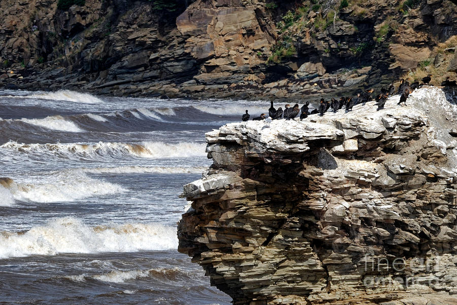Cormorants On The Rocks Photograph