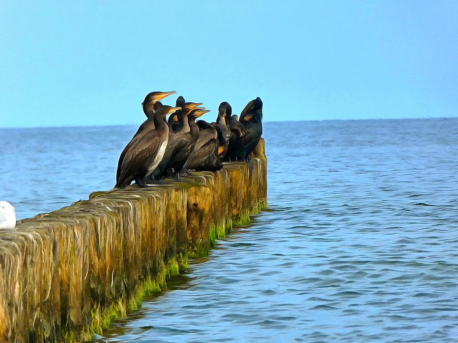 Cormorants on wooden breakwater Digital Art by Ralph Kaehne
