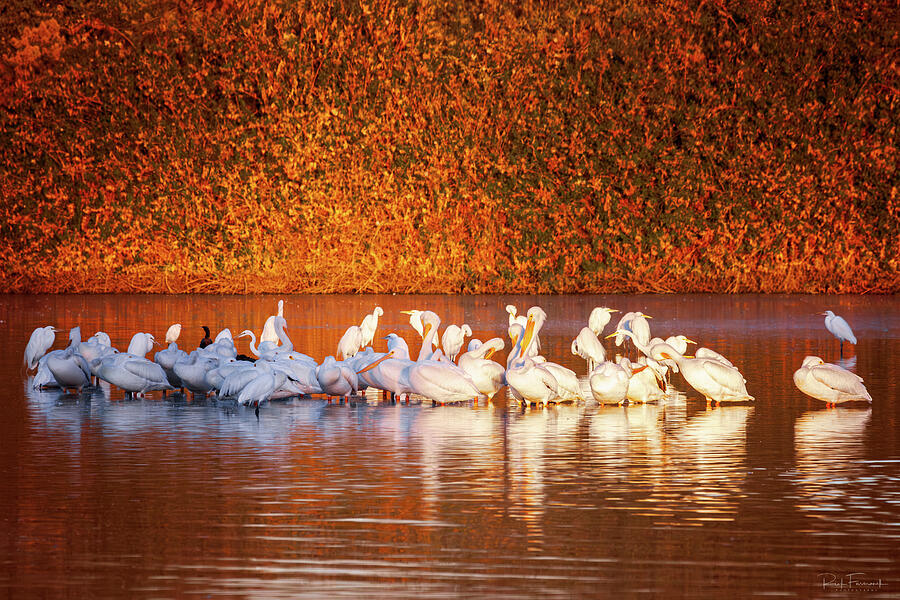 Cormorants, Pelicans, and Egrets Oh My Photograph by Rick Furmanek