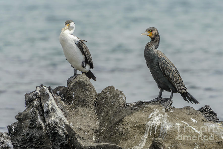 Cormorants Photograph by Werner Padarin
