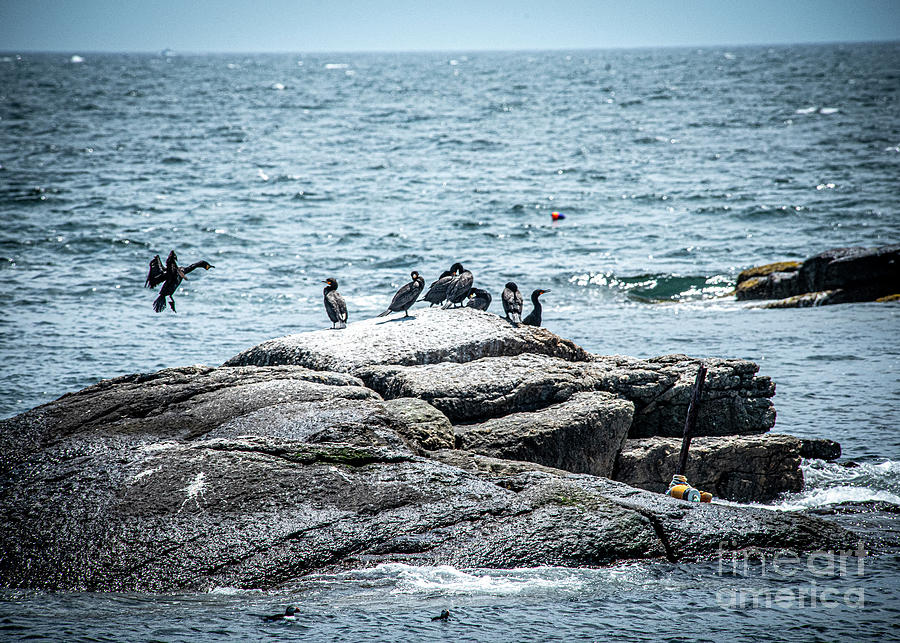 Cormorants with Puffins on Eastern Egg Rock Photograph by Daniel Hebard