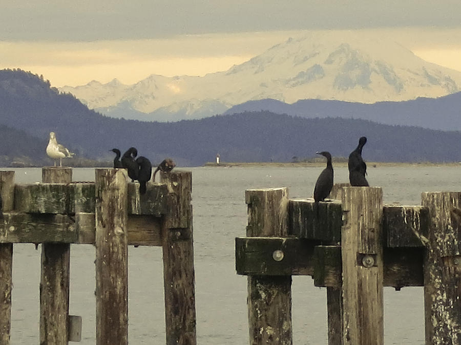 Cormorants With View of Mount Baker from Vancouver Island Photograph by Silentfoto