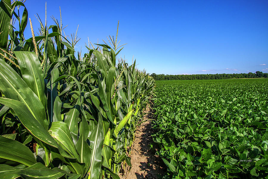 Corn and Beans Photograph by Dale R Carlson