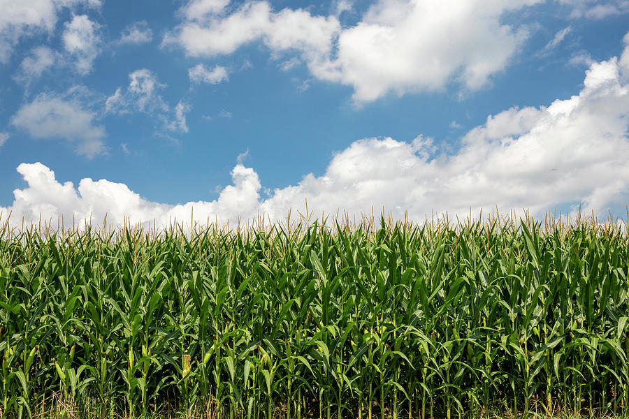 Farm Photograph - Corn And Clouds by Dan Sproul