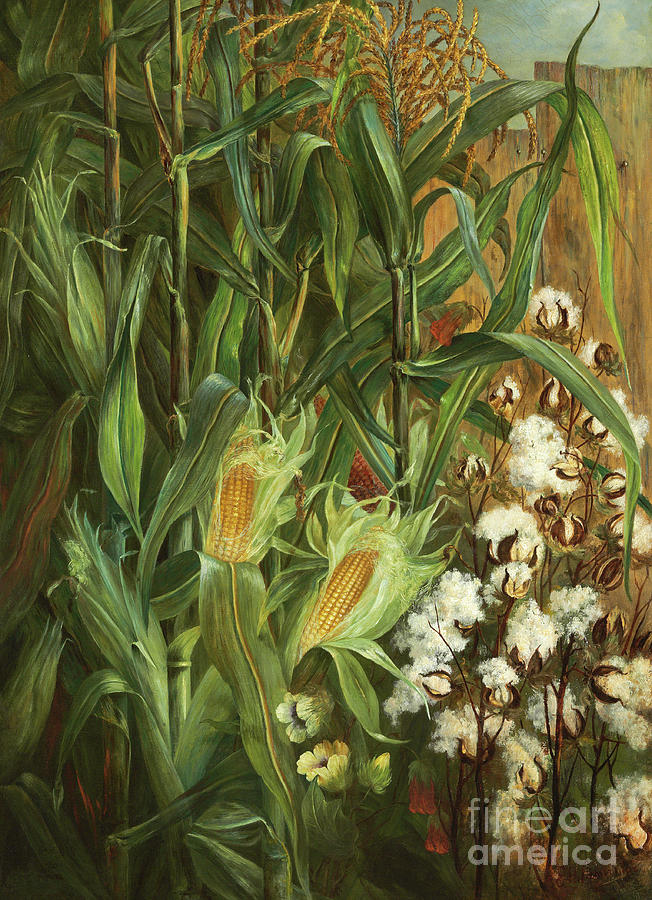 Flower Painting - Corn and Cotton, 1876 by Elizabeth H Remington