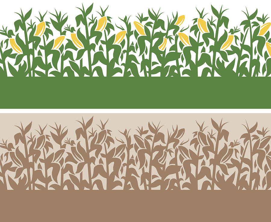 Corn Background Drawing by Filo