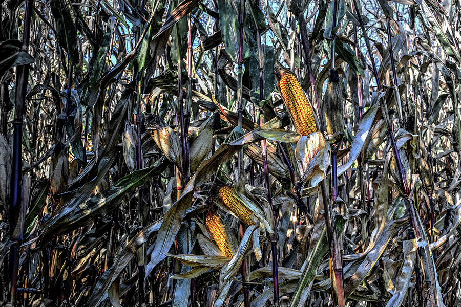 Corn Chaos Photograph by Wayne King