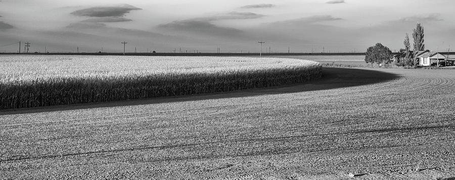 Corn Circle Black and White Photograph by Steve Templeton