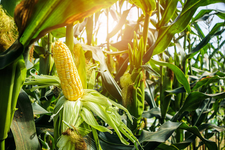 Corn cob with green leaves growth in agriculture field outdoor Photograph by Kwangmoozaa Corn cob with green leaves growth in agriculture field outdoor Photograph by Kwangmoozaa