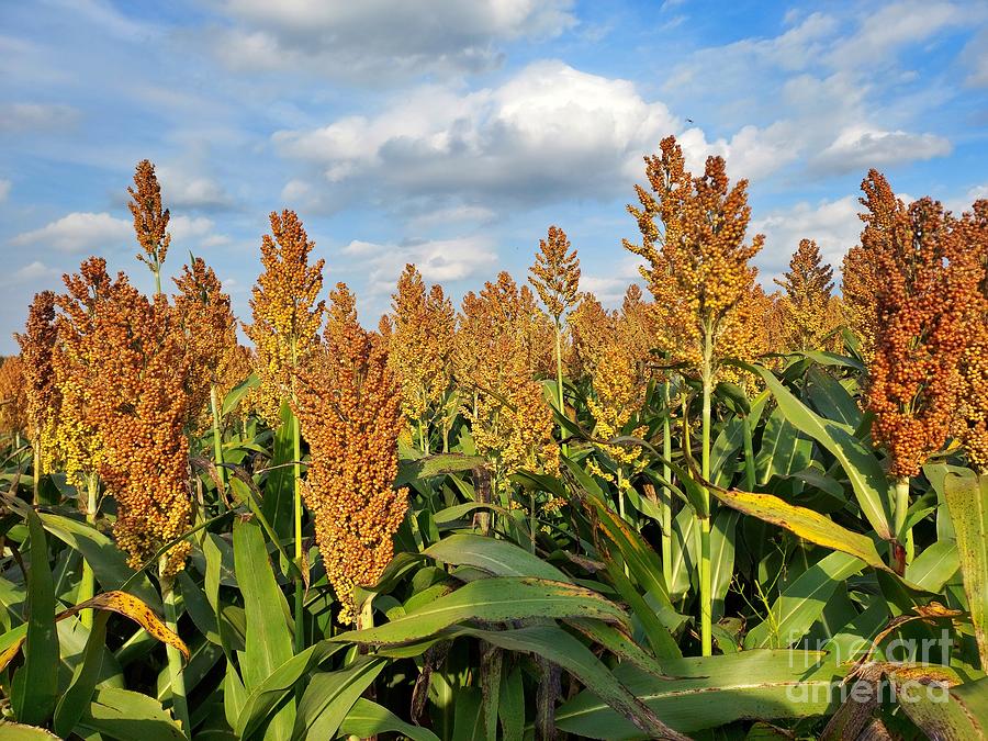 Red Broom Sorghum Corn Drying In Sun Photograph By Gj Glorijean