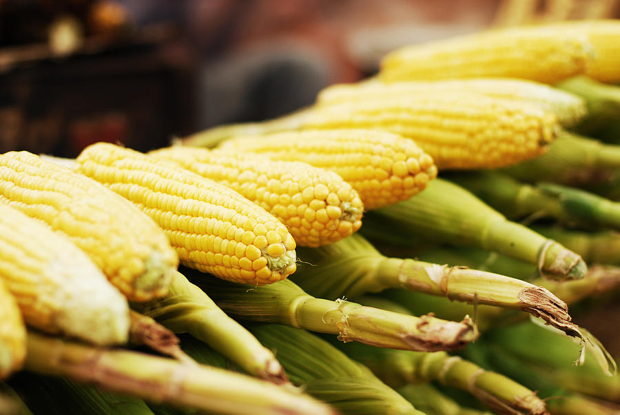 Corn ears Photograph by Amit Sharma / Recaptured