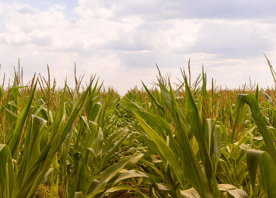 Corn farm against overcast sky Photograph by Bymandesigns
