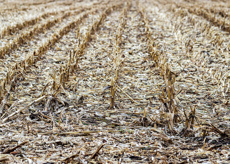 Corn Field Photograph by Amelia Pearn