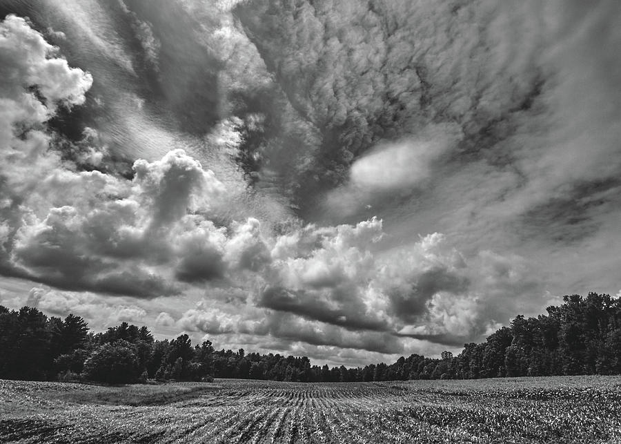 Tree Photograph - Corn Field by Bob Orsillo