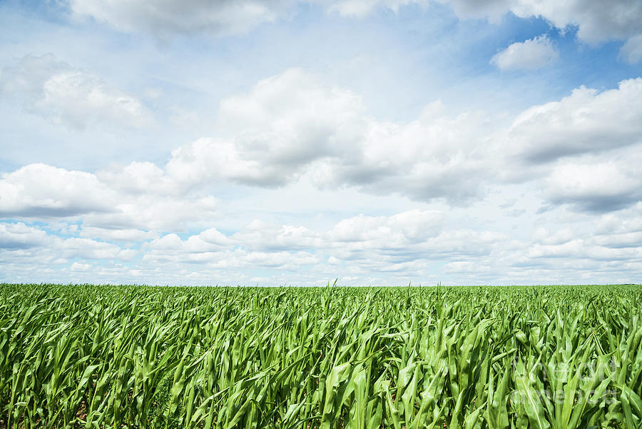 Corn field in windy day. Photograph by Elena Dijour - Pixels