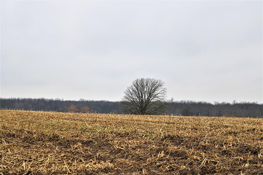 Corn Field in Winter Photograph by Doug Vitello Fine Art America