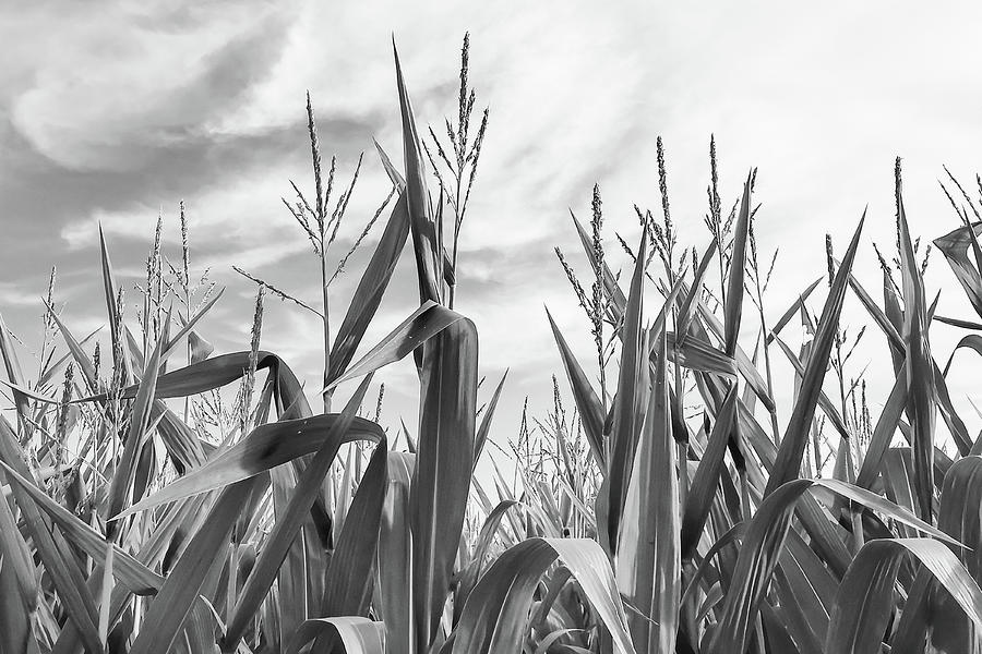 Corn Field Photograph by La Moon Art - Fine Art America