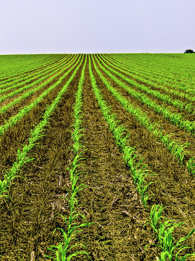 Corn Field Photograph by Louis Dallara