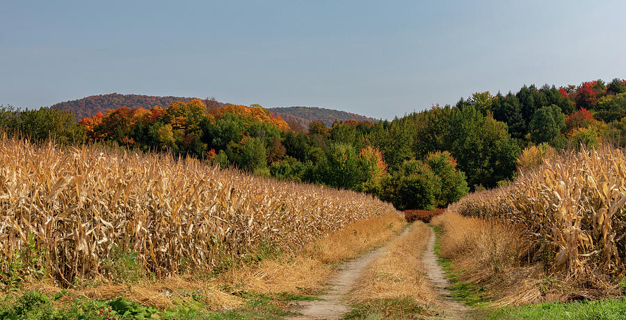 Corn Field Road Photograph By Andrew Deering Pixels