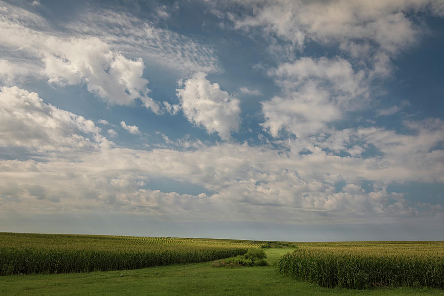 Corn Field Photograph by Scott Bean