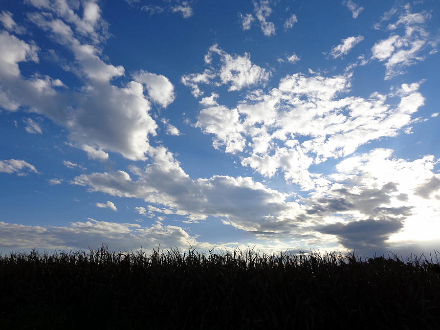 Corn Field Silhouette Photograph by Joseph Skompski