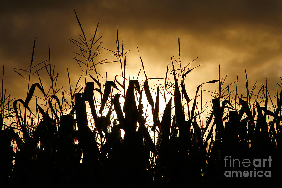 Cereal Photograph - Corn field silhouettes by Gaspar Avila