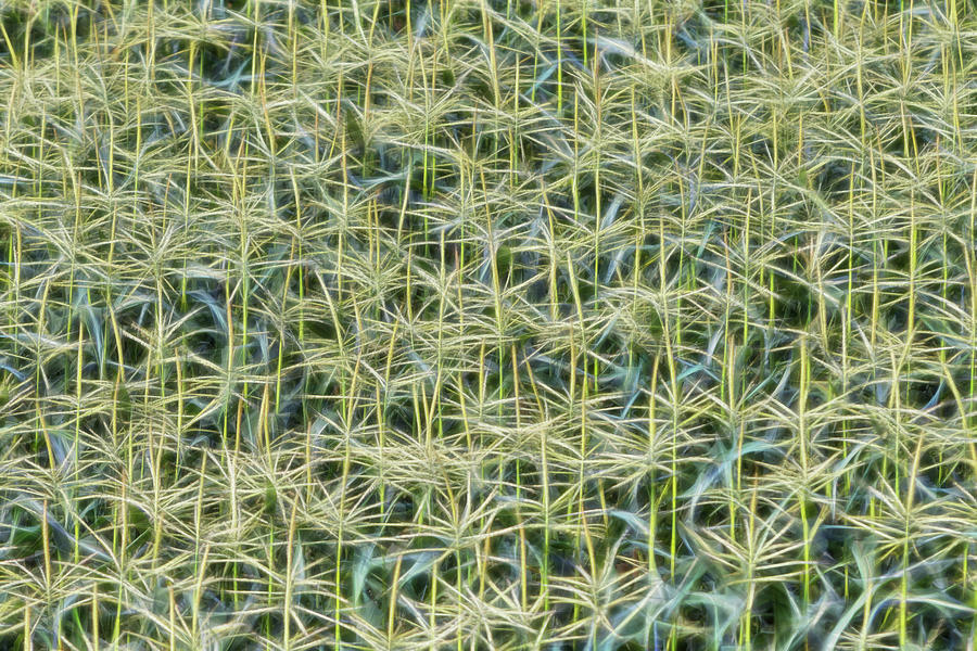 Corn Field Tassels Close-up Photograph by Patti Deters