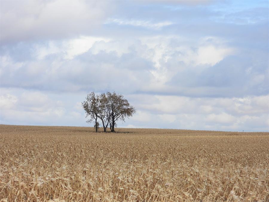 Corn Field Trees Photograph by Amanda R Wright
