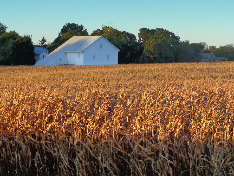Corn Field with White Barn Photograph by Joseph Skompski