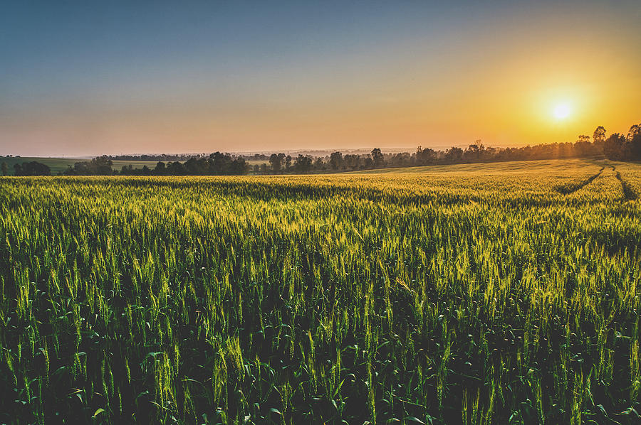 Corn Fields of Gold Photograph by Mati Krimerman