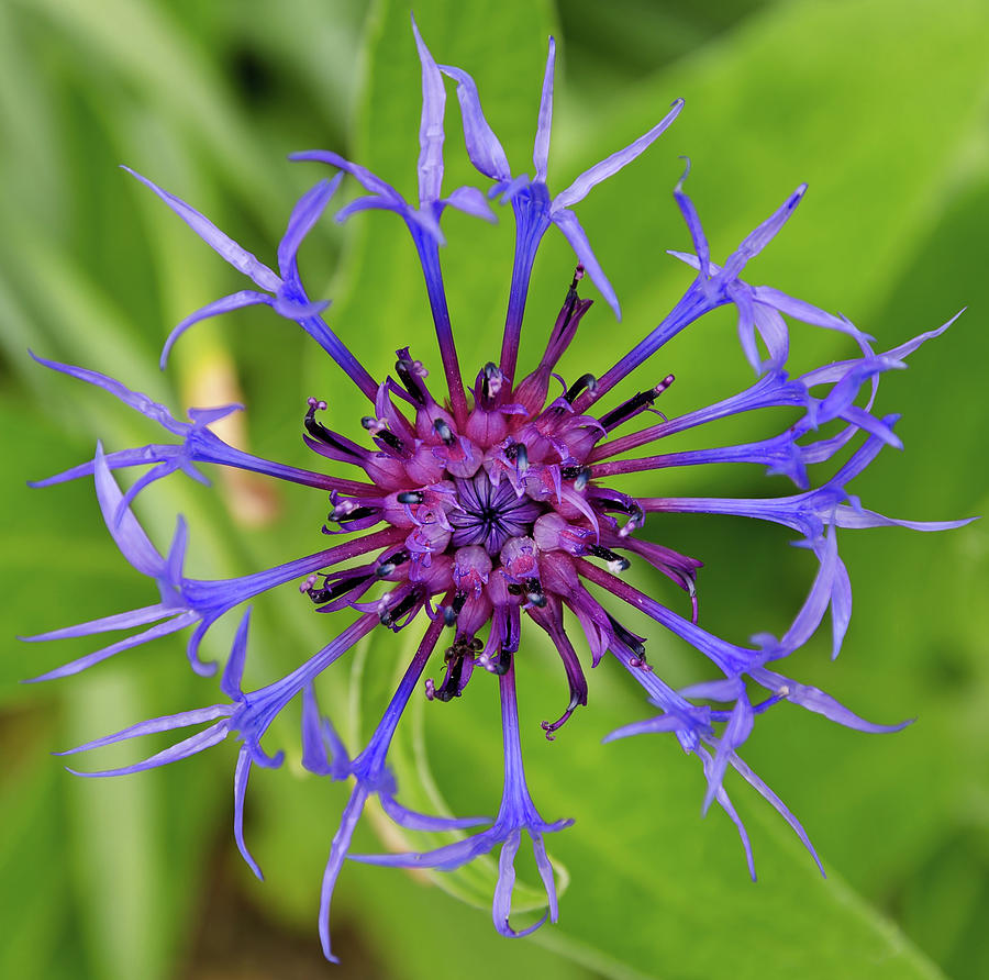 Corn Flower Photograph by Maria Meester