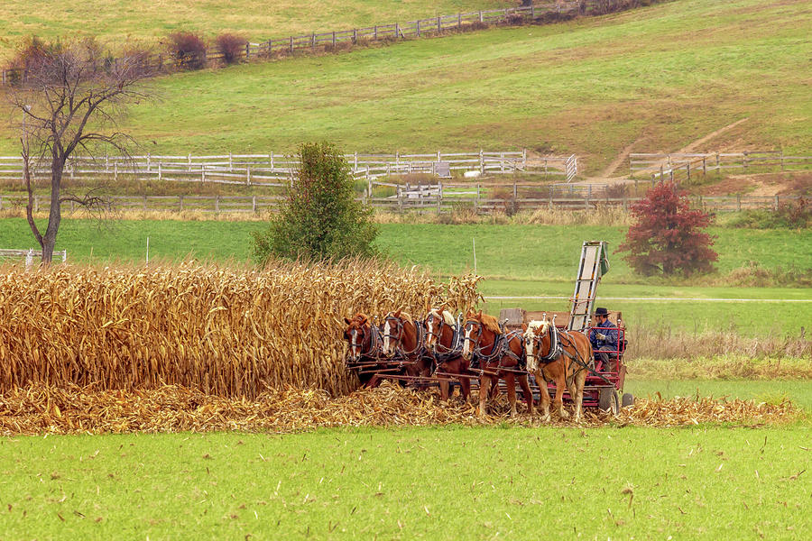 Corn Harvesting - Ohio Amish Country Photograph by Susan Rissi Tregoning