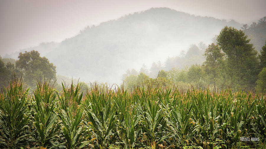 Corn Haze Photograph By Russell Adams - Fine Art America