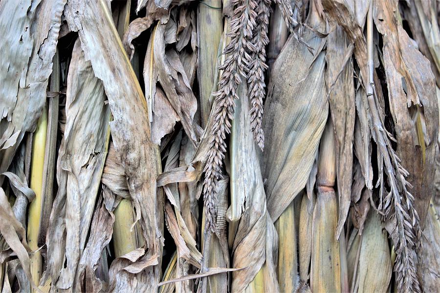 Corn Husk Texture Photograph by Joseph Skompski