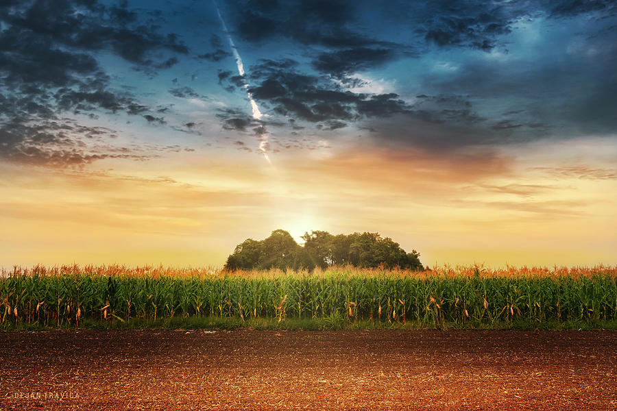 Corn in the field at sunset Photograph by Dejan Travica Corn in the field at sunset Photograph by Dejan Travica