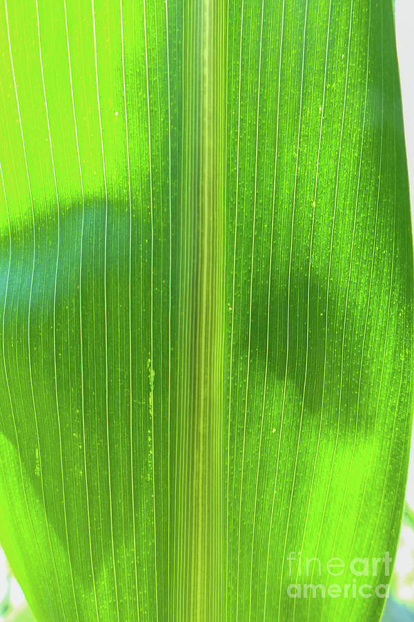 Corn leaf Photograph by Bentley Davis