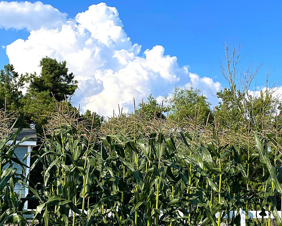 Corn n Clouds Photograph by Lee Darnell