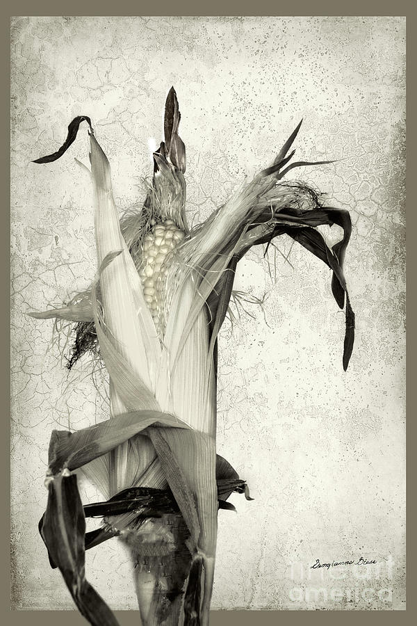Corn on the Cob Digital Art by Georgianne Giese