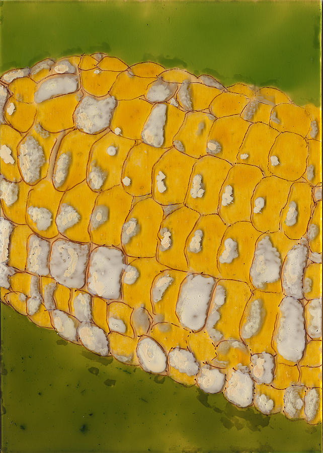 Corn on the Cob Painting by Phil Strang