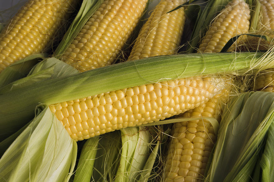 Corn on the Cob, Stacked Sweetcorn Crop of Fresh Vegetables Photograph by YinYang