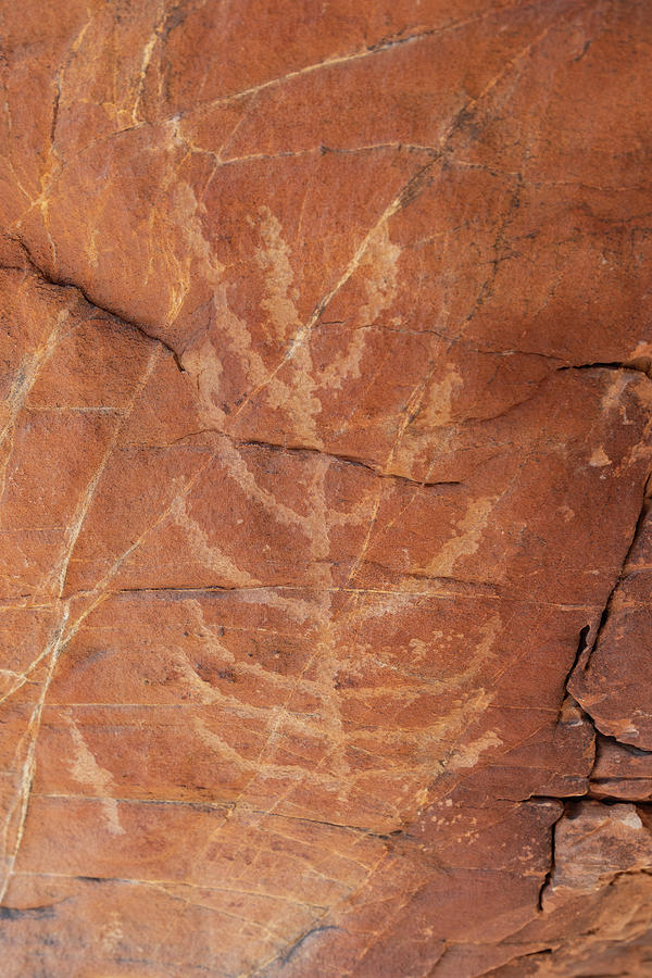 Corn Petroglyph Photograph by James Marvin Phelps