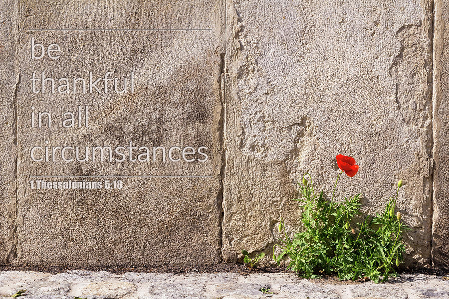 Be thankful in all circumstances Photograph by Viktor Wallon-Hars