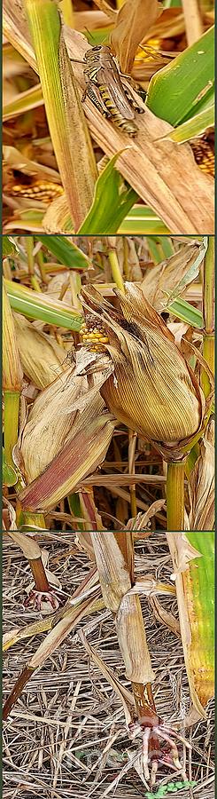 Corn Root Ear Grasshopper Triptych V Wide Photograph