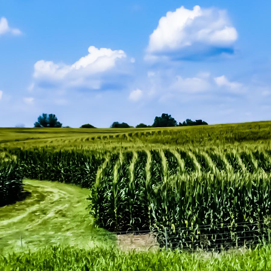 corn rows design