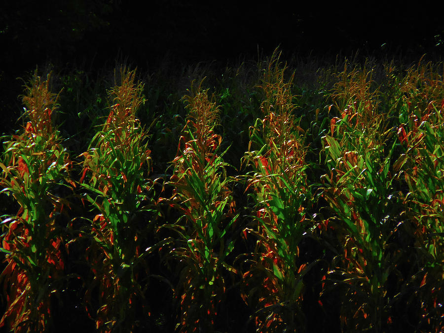 Corn Rows Photograph by Michelle Hoffmann