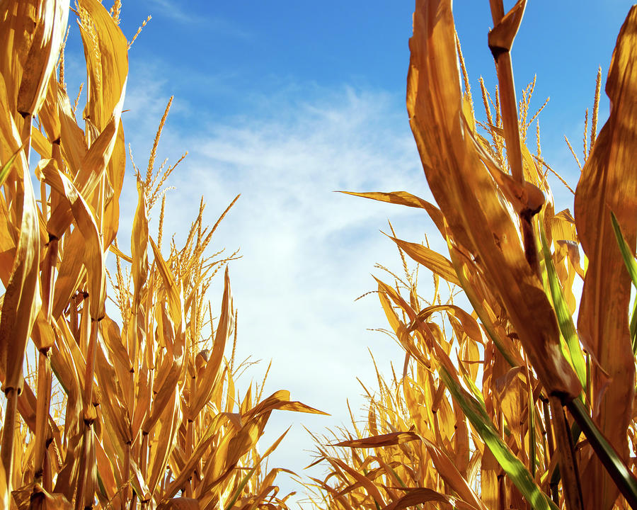 Corn Rows Photograph By William Havle 