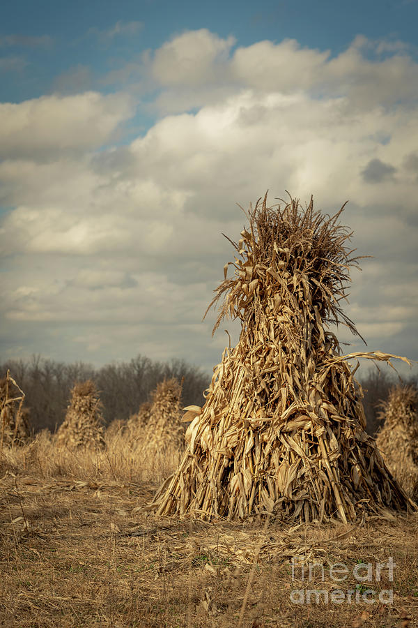 Corn Shocks Photograph by Amfmgirl Photography