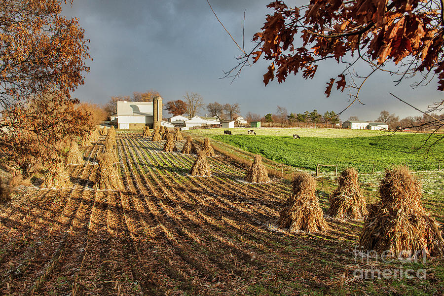 Corn Shocks Early Winter Photograph by David Arment