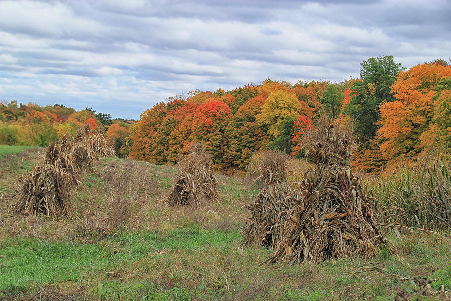 Corn Shocks In Autumn Photograph by Linda Goodman