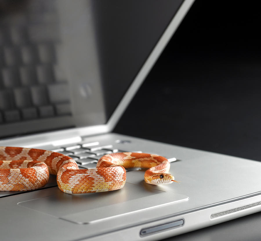 Corn snake emerging from laptop computer Photograph by Peter Dazeley